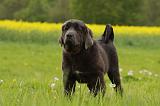 DOGUE DU TIBET 832
